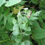 Душица обыкновенная — цветки (Origanum vulgare)