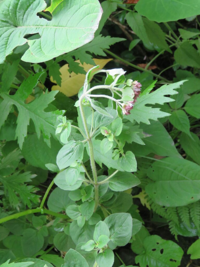 Душица обыкновенная — цветки (Origanum vulgare)