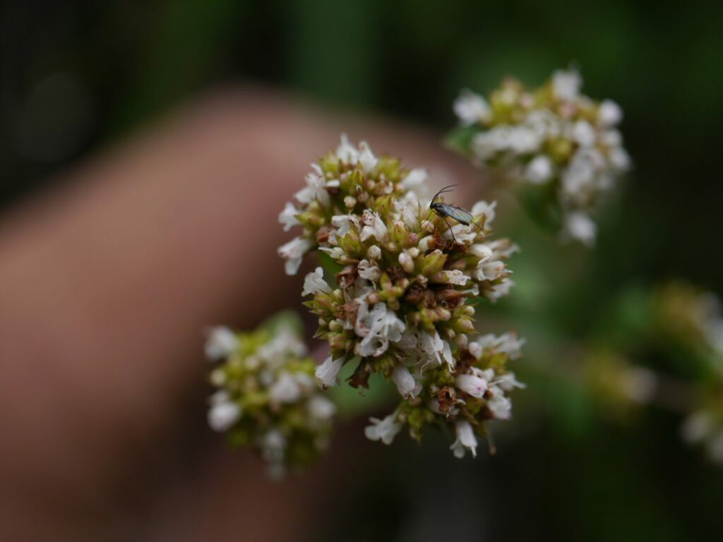 Душица обыкновенная — общий вид (Origanum vulgare)