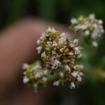 Душица обыкновенная — общий вид (Origanum vulgare)