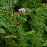 Душица обыкновенная — общий вид (Origanum vulgare)