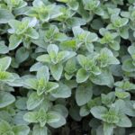 Душица обыкновенная — общий вид (Origanum vulgare)