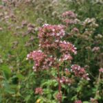 Душица обыкновенная — общий вид (Origanum vulgare)