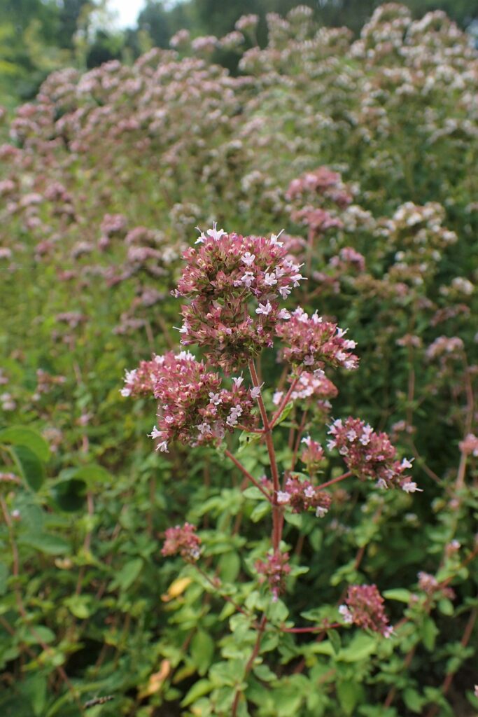 Душица обыкновенная — общий вид (Origanum vulgare)