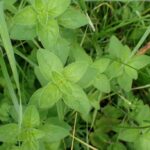 Душица обыкновенная (Origanum vulgare)