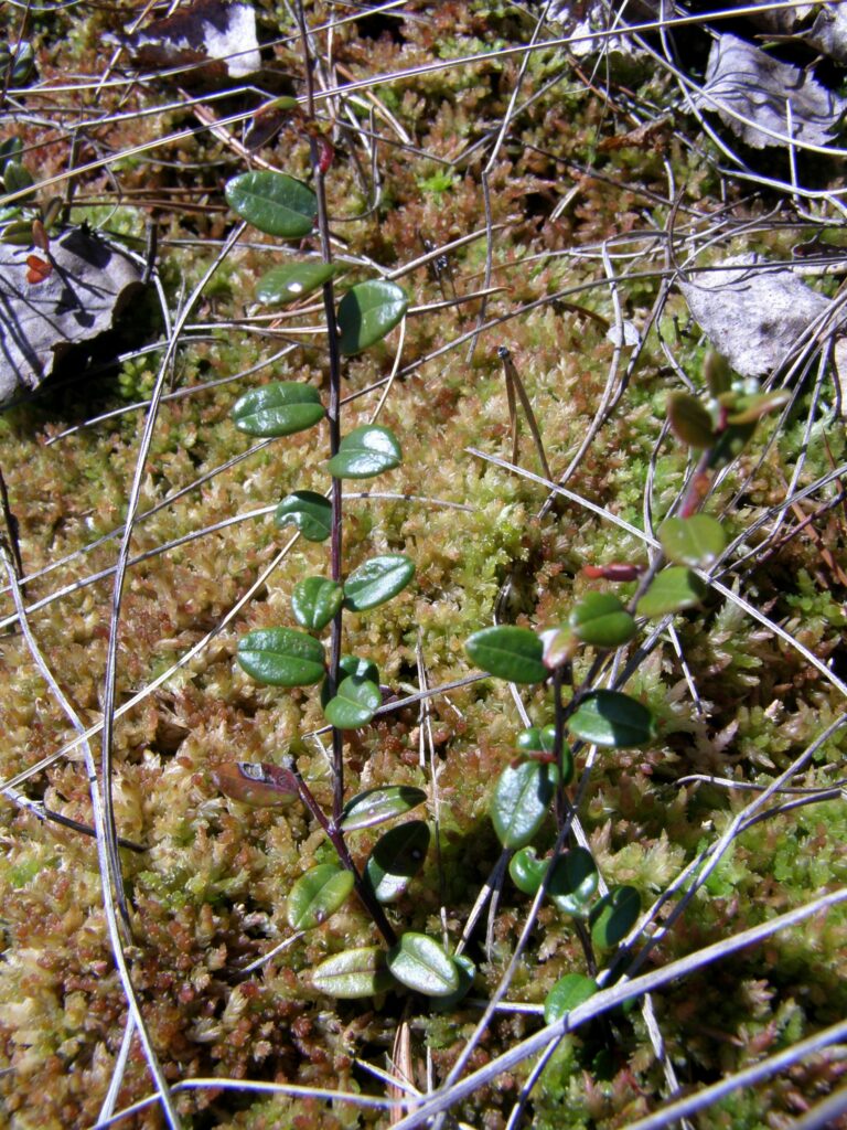 Клюква болотная — лист (Oxycoccus palustris)