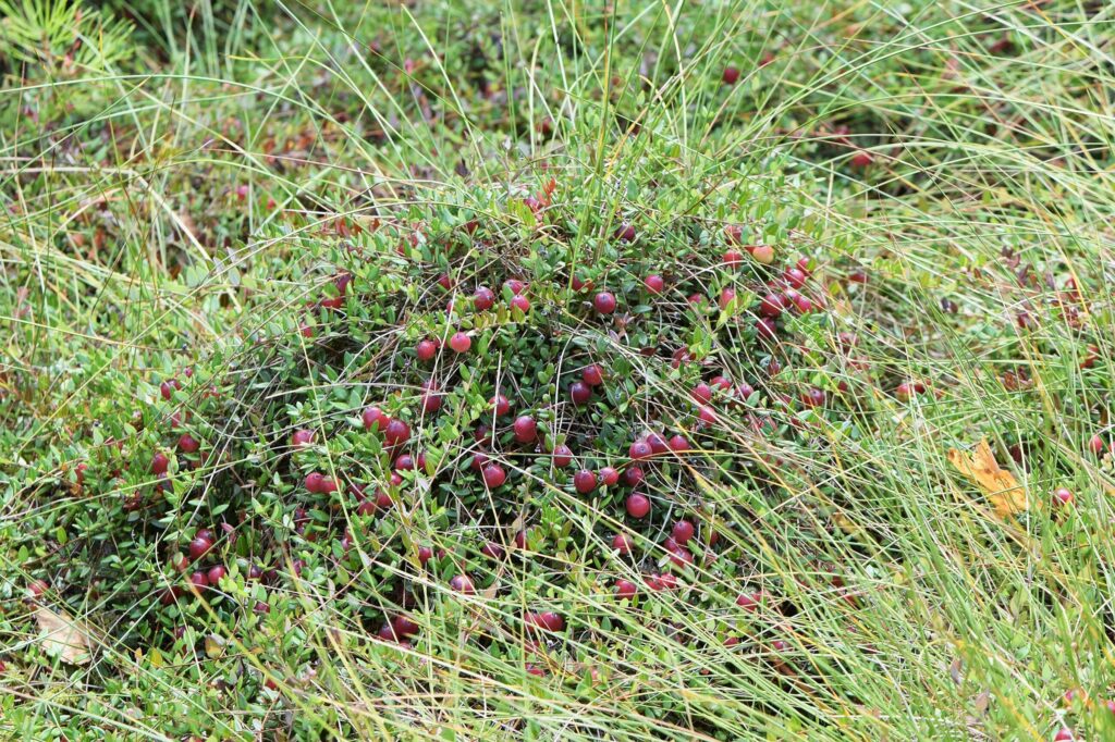 Клюква болотная — общий вид (Oxycoccus palustris)