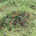 Клюква болотная — общий вид (Oxycoccus palustris)