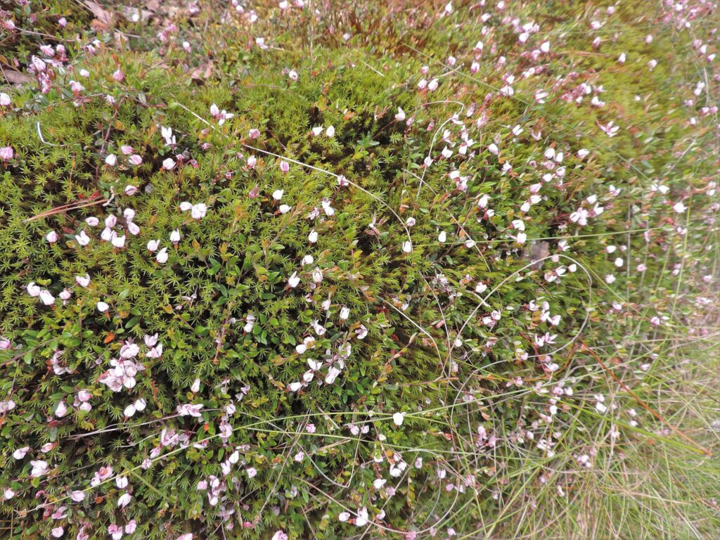 Клюква болотная — общий вид (Oxycoccus palustris)