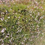 Клюква болотная — общий вид (Oxycoccus palustris)