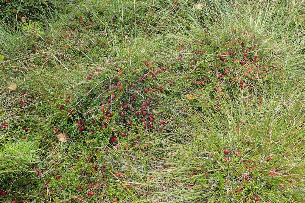 Клюква болотная — общий вид (Oxycoccus palustris)