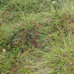 Клюква болотная — общий вид (Oxycoccus palustris)