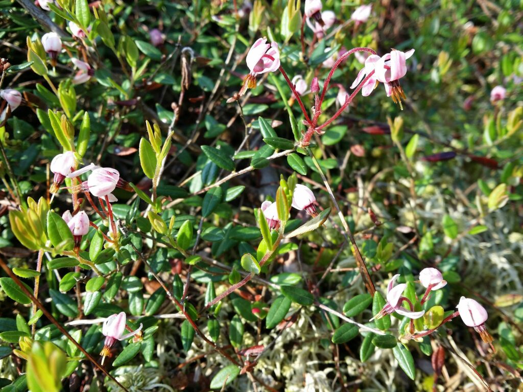 Клюква болотная — общий вид (Oxycoccus palustris)