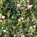 Клюква болотная — общий вид (Oxycoccus palustris)