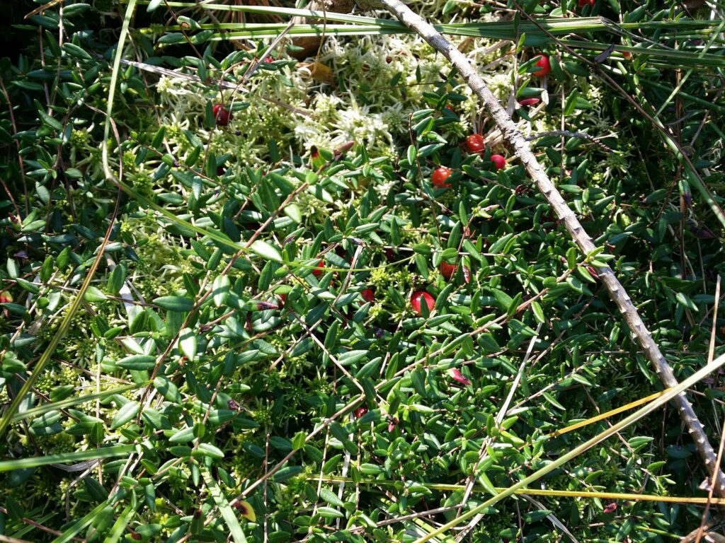 Клюква болотная — общий вид (Oxycoccus palustris)