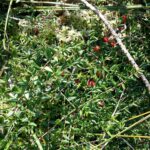 Клюква болотная — общий вид (Oxycoccus palustris)