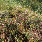 Клюква болотная — общий вид (Oxycoccus palustris)