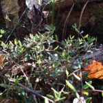 Клюква болотная — общий вид (Oxycoccus palustris)