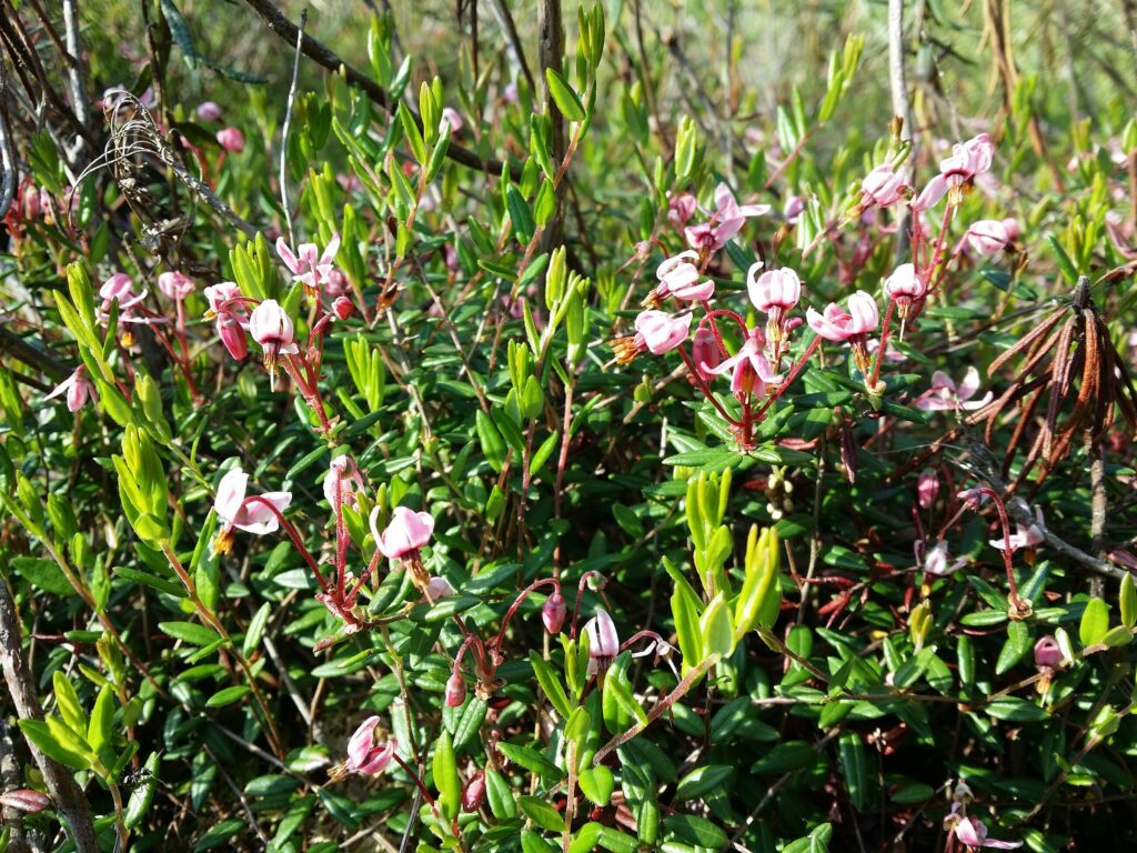 Клюква болотная — общий вид (Oxycoccus palustris)