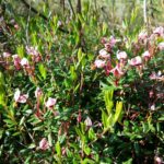 Клюква болотная — общий вид (Oxycoccus palustris)