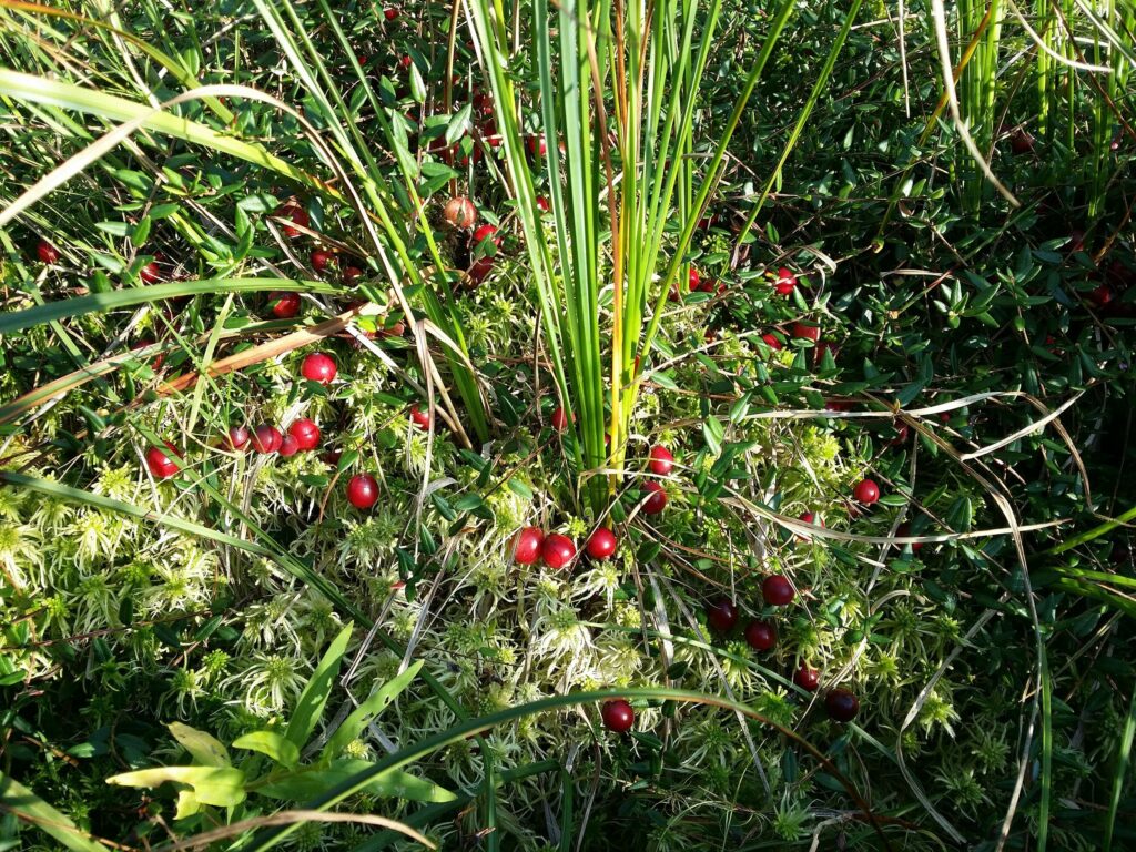 Клюква болотная — общий вид (Oxycoccus palustris)