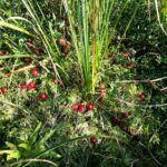 Клюква болотная — общий вид (Oxycoccus palustris)