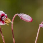 Клюква болотная (Oxycoccus palustris)