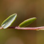 Клюква болотная (Oxycoccus palustris)