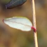 Клюква болотная (Oxycoccus palustris)