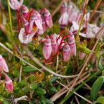 Клюква болотная (Oxycoccus palustris)