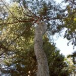 Сосна обыкновенная — focus:buds (Pinus sylvestris)