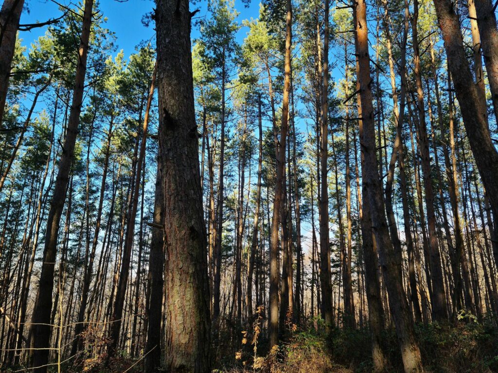 Сосна обыкновенная — общий вид (Pinus sylvestris)