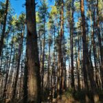 Сосна обыкновенная — общий вид (Pinus sylvestris)