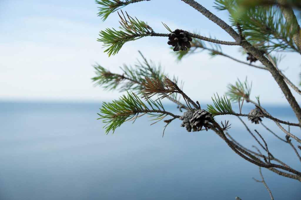 Сосна обыкновенная — плоды (Pinus sylvestris)
