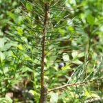 Сосна обыкновенная — общий вид (Pinus sylvestris)