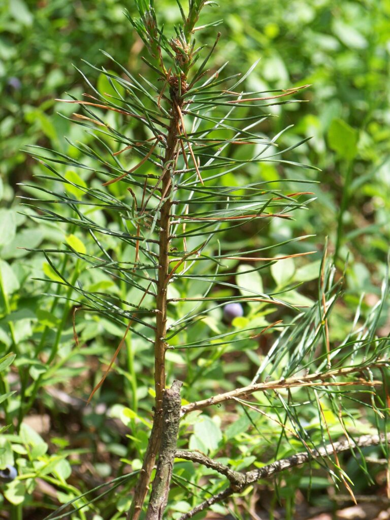 Сосна обыкновенная — общий вид (Pinus sylvestris)