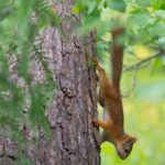 Сосна обыкновенная — общий вид (Pinus sylvestris)