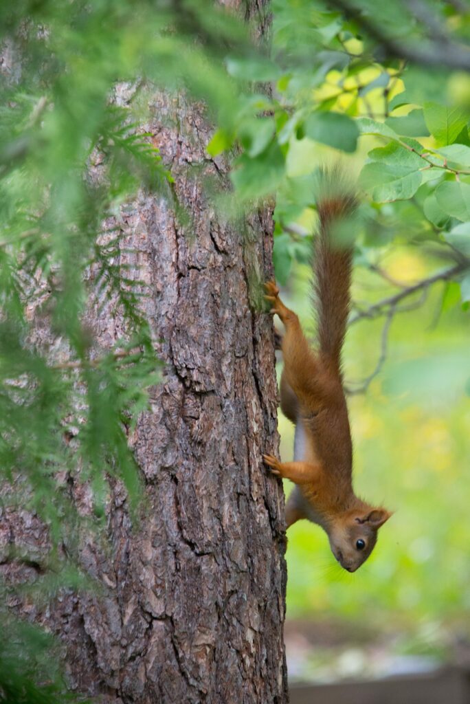 Сосна обыкновенная — общий вид (Pinus sylvestris)
