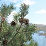 Сосна обыкновенная — общий вид (Pinus sylvestris)