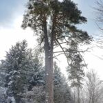 Сосна обыкновенная — общий вид (Pinus sylvestris)