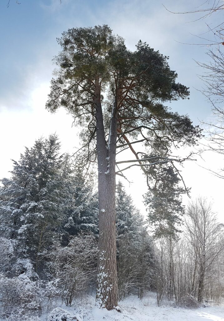 Сосна обыкновенная — общий вид (Pinus sylvestris)