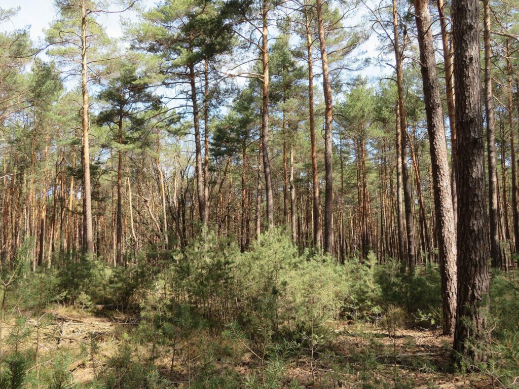 Сосна обыкновенная — общий вид (Pinus sylvestris)