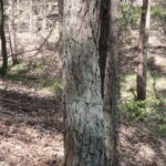 Сосна обыкновенная — общий вид (Pinus sylvestris)