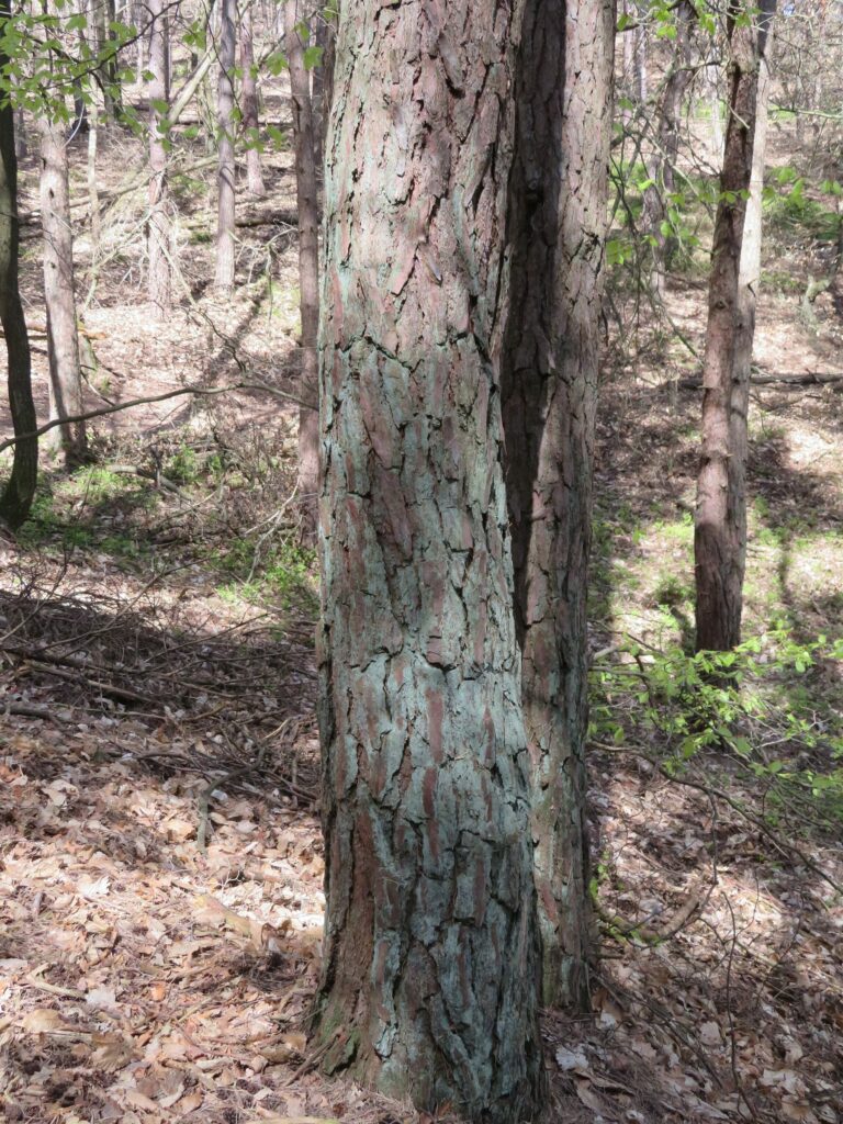 Сосна обыкновенная — общий вид (Pinus sylvestris)