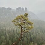 Сосна обыкновенная (Pinus sylvestris)