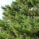 Сосна обыкновенная (Pinus sylvestris)