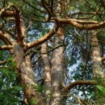 Сосна обыкновенная (Pinus sylvestris)