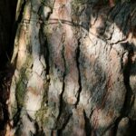 Сосна обыкновенная (Pinus sylvestris)