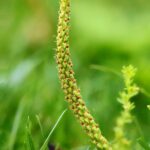 Подорожник большой — цветки (Plantago major)
