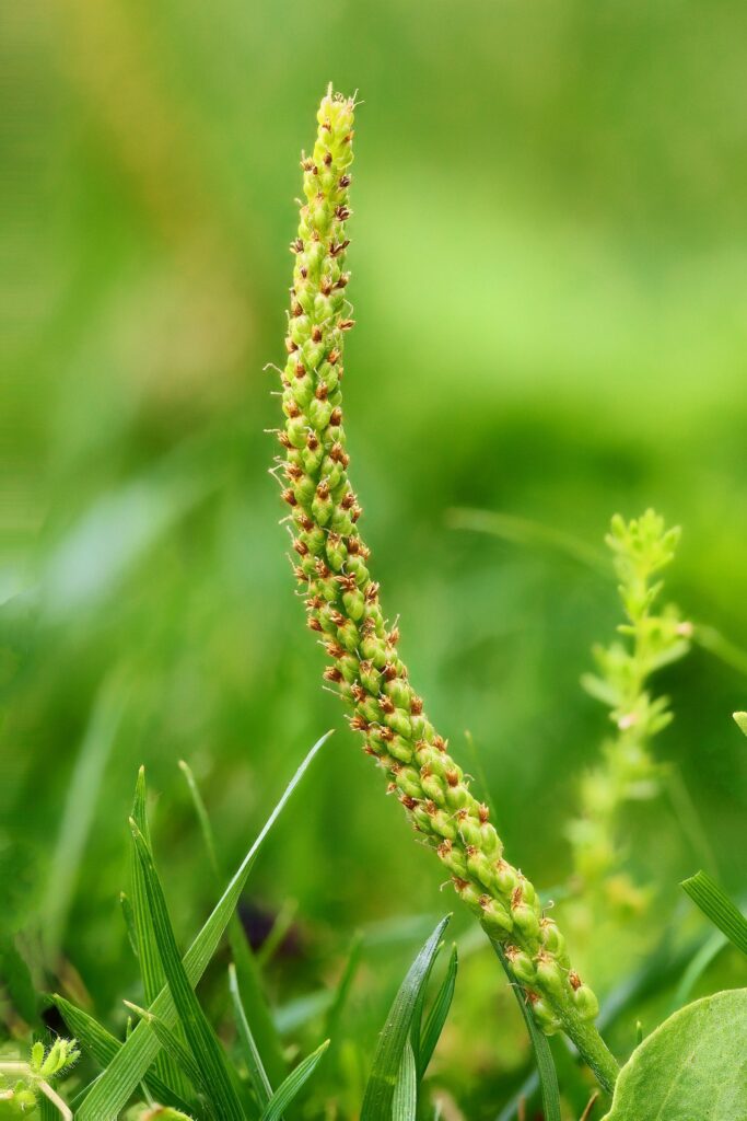 Подорожник большой — цветки (Plantago major)